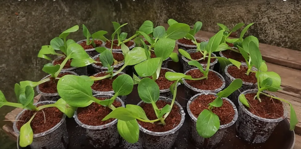 How to Grow Vegetables Indoors The Ultimate Guide to Fresh Homegrown Produce Year-Round
