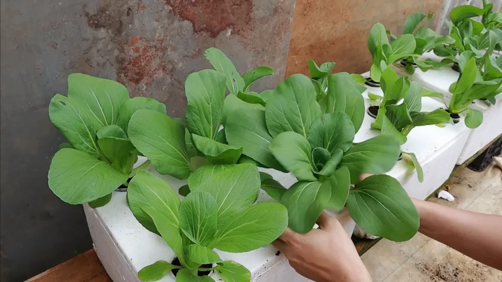 How to Grow Vegetables Indoors The Ultimate Guide to Fresh Homegrown Produce Year-Round