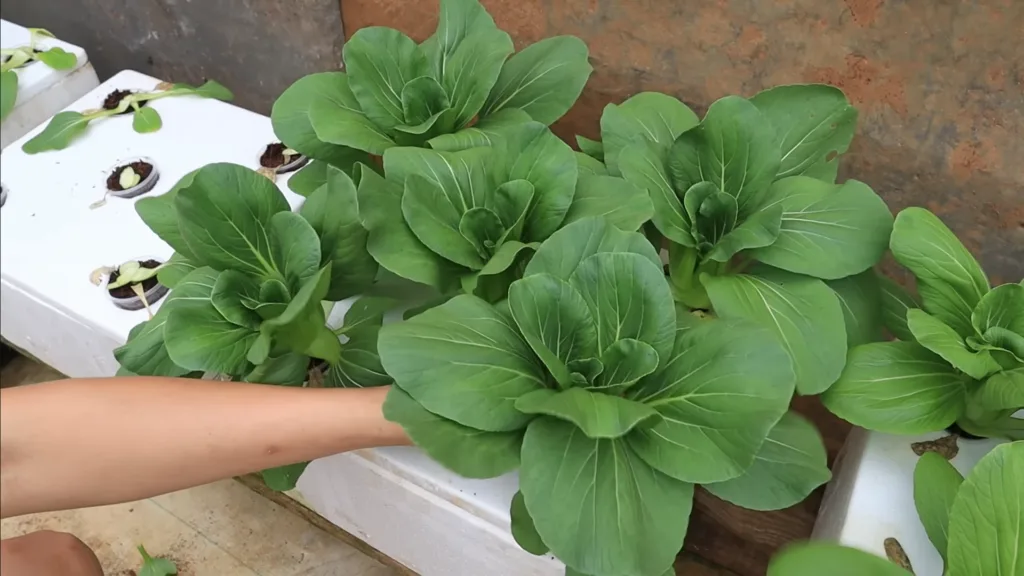 How to Grow Vegetables Indoors The Ultimate Guide to Fresh Homegrown Produce Year-Round