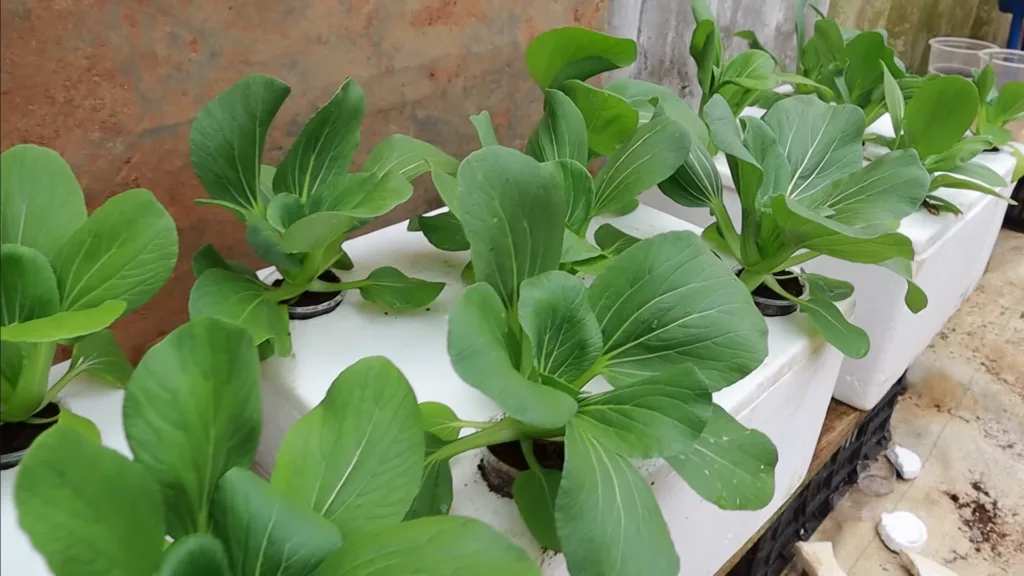 How to Grow Vegetables Indoors The Ultimate Guide to Fresh Homegrown Produce Year-Round