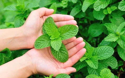 TheAshNow’s Guide to Growing Mint Without Spreading
