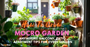 How to grow a micro garden anywhere on a balcony, patio, or apartment using small containers and seasonal planting.